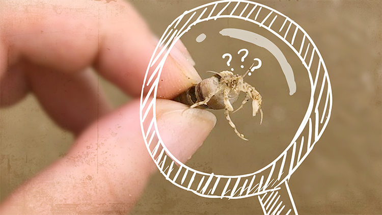 mg冰球突破·豪华版(试玩)官方网站